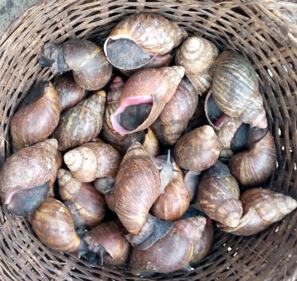 Escargot Achatine - © Visiter le Bénin