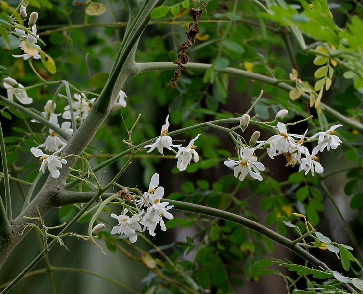 Fleurs du Moringa Oleifera - © Wikipédia