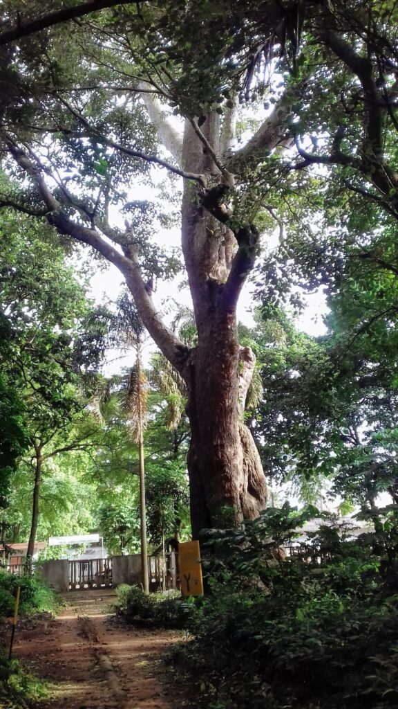 L'Iroko, un arbre sacré du Bénin - Visiter-le-benin.com ©