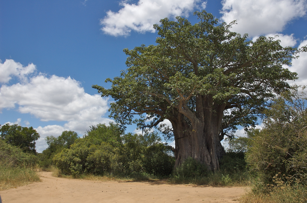 Baobab Bénin