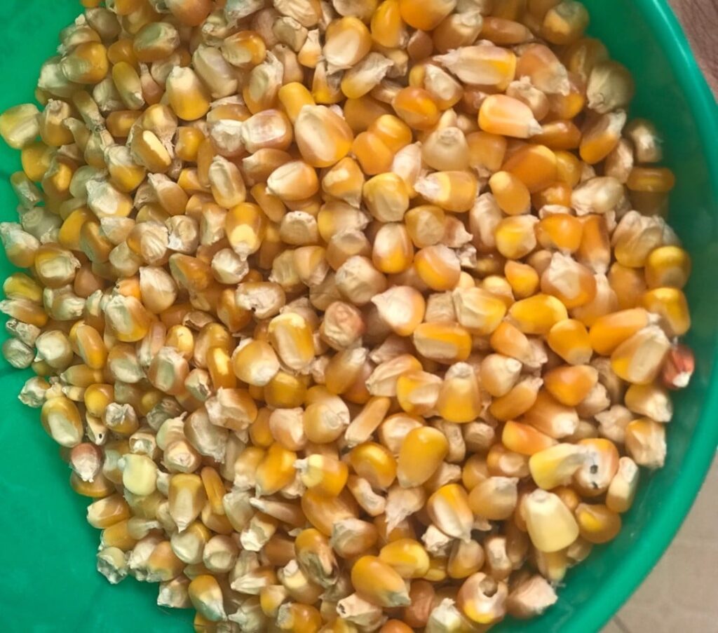 Grains de maïs avant moulure pour Gbangba © Visiter le Bénin